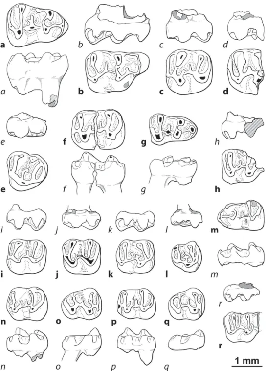 Fig. 4. Cricetidae from Aubenas-les-Alpes (bold characters indicate the occlusal view, italic characters indicate the labial view)