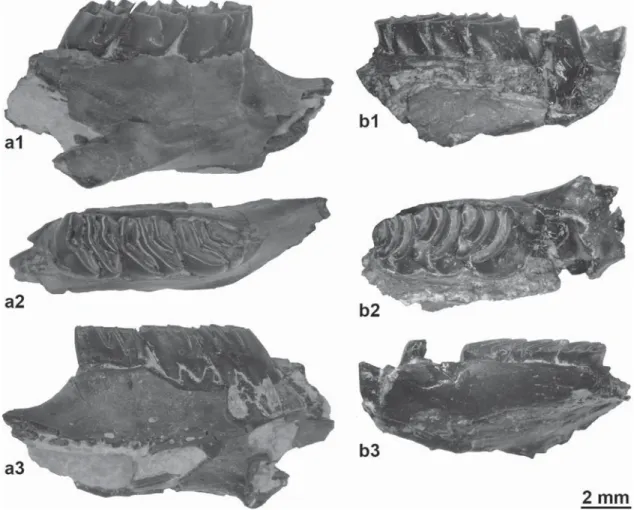 Fig. 6. Protechimys gervaisi from Aubenas-les-Alpes: a, right mandible with p4-m2 (a1, labial view; a2, occlusal view; a3, lingual view; FSL 219037)
