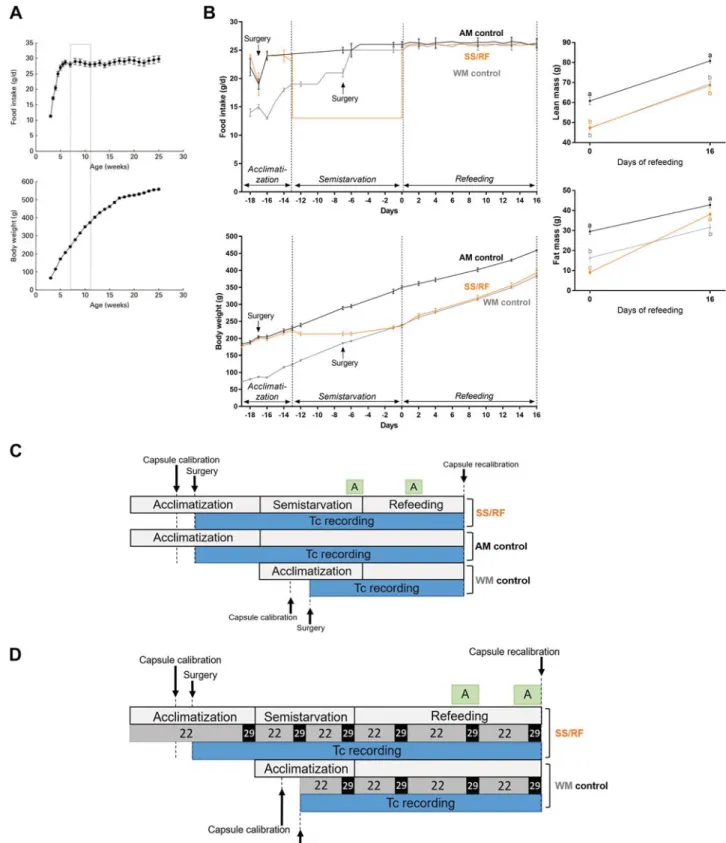 Fig. 1. Design of experiments. A: the growth proﬁle and daily food intake of male Sprague- Dawley rats (mean ⫾ SE; n ⫽ 10) maintained on standard chow diet ad libitum between age 3 and 25 wk under conditions of our laboratory (57); the dotted rectangle enc