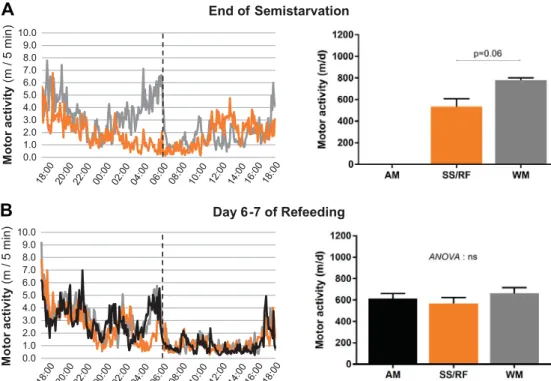 Fig. 2. Core body temperature (T c ) of rats that were semistarved and subsequently refed (SS/RF group) compared with their age-matched (AM) and weight-matched (WM) controls