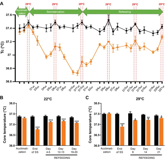 Fig. 4. A: core body temperature (T c ) of rats that were semistarved (SS) and subsequently refed (RF) (orange), and their weight-matched controls (black), with the ambient temperature maintained at 22°C or 29°C