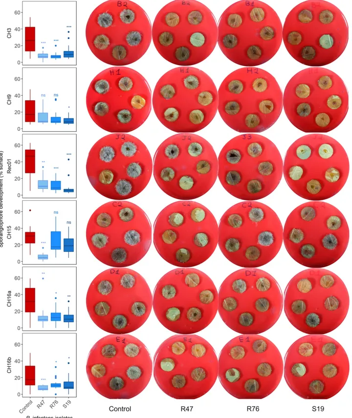 Fig. 6. Effect of bacterial antagonists R76, S19, and R47 on sporangiophore development on leaf discs.