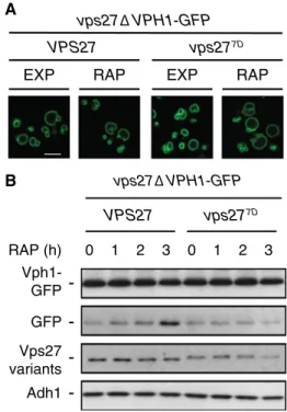Fig. 1   TORC1 controls microautophagic degradation of Vph1 via  Vps27.  a Vph1-GFP is properly sorted to the vacuolar membrane  in  vps27 7D  cells