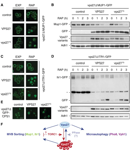 Fig. 2   TORC1-mediated phosphorylation of Vps27 does not aﬀect  MVB sorting.  a  Mup1-GFP is normally sorted to the vacuolar lumen  in rapamycin-treated,   Vps27 7D -expressing cells