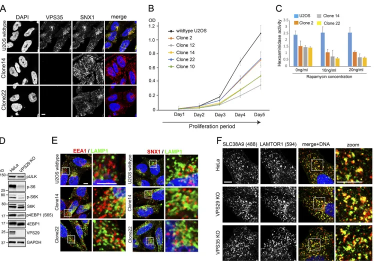 Figure S1. Retromer-deficient cell lines display changes in TFEB but not in TSC2 or SLC38A9 localization