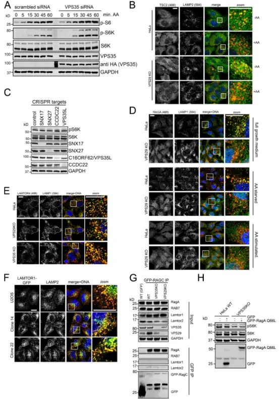 Figure S3. Additional data on amino acid signaling in retromer-deficient cells. (A) U2OS cells expressing siRNA-resistant HA-VPS35 were transfected with siRNA against VPS35, starved in EBSS, and stimulated with amino acids