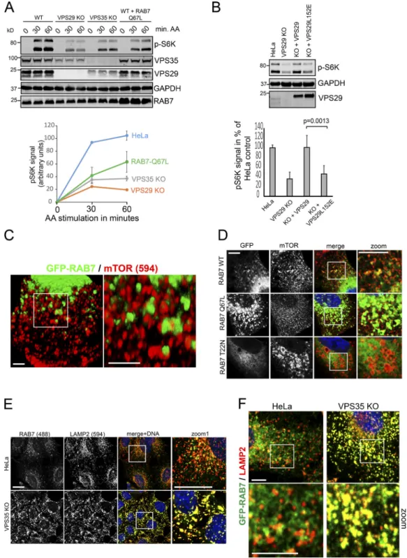 Figure S4. Hyperactivated RAB7a antagonizes lysosomal mTORC1 recruitment and signaling