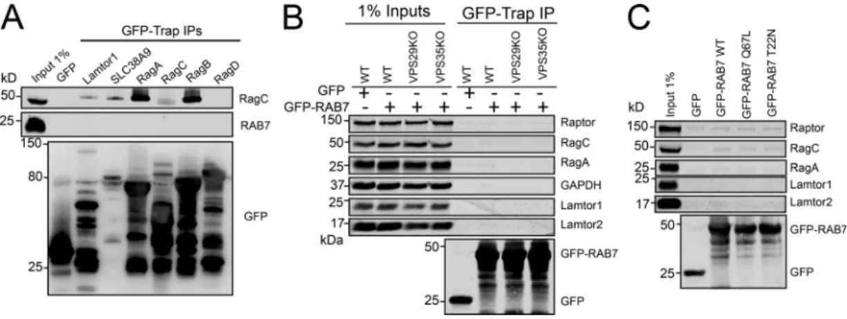 Figure S5. RAB7 does not interact with ragulator, RAGs, or mTORC1. (A) The indicated GFP-tagged proteins were overexpressed in HEK293 cells and precipitated by GFP-Trap