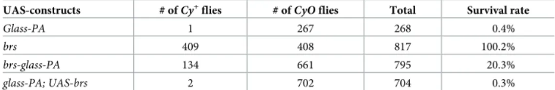 Table 1. Brs interferes with Glass translation. A strong ey-Gal4/CyO driver line was crossed with different UAS-con- UAS-con-structs and the number of eclosed Cy + and CyO flies was determined