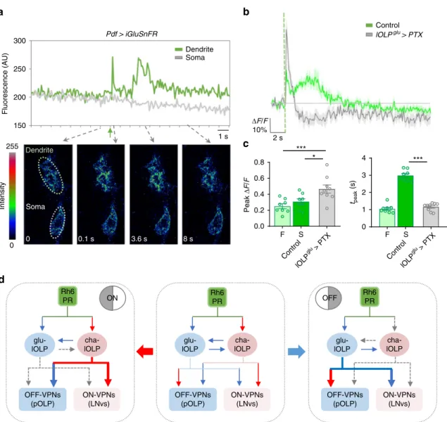 Fig. 7 Light elicits delayed glutamate release from glu-lOLP. a Top: A representative raw trace of the light-induced glutamate transient generated by iGluSnFR recording on LNv dendrites