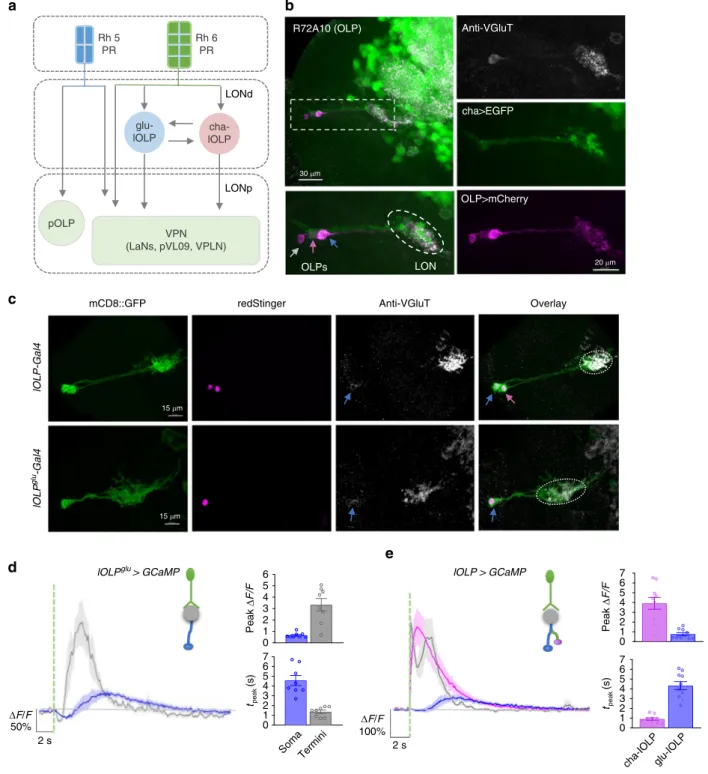 Fig. 1 Distinct light-elicited calcium responses in larval visual interneurons. a Circuit diagram of the Drosophila larval visual system