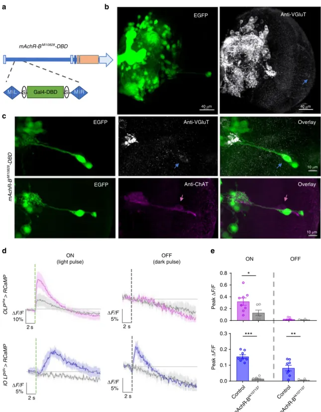 Fig. 4 mAchR-B mediates light-induced inhibition of glu-OLP. a Schematic diagram illustrating the insertion of a Gal4-DBD element into the 5 ′ -UTR region of the mAchR-B gene