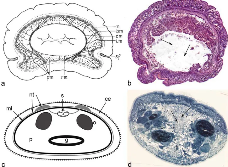 Fig. 1 Microscopic anatomy of the xenoturbellid ’ s and nemerdoermatid ’ s digestive tracts (dorsal to the top)