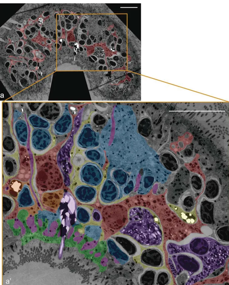 Fig. 3 TEM cross-section of a syncytium fragment of the acoel S. roscoffensis (dorsal to the top)