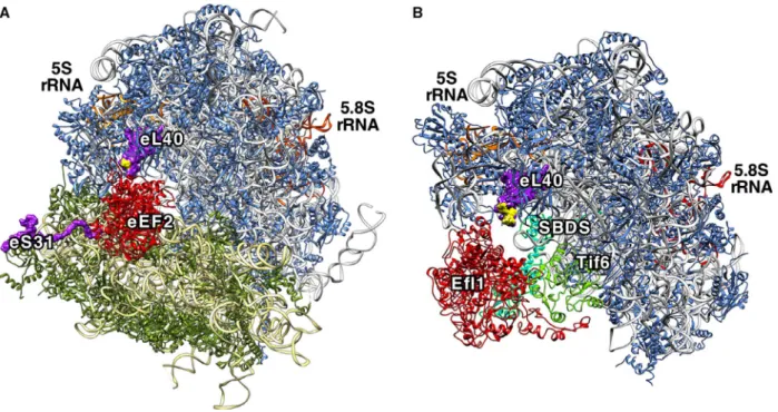 Figure 2A shows a scheme of the Ubi1 precursor pro- pro-tein, the nature of the introduced mutations, and the expected mature products