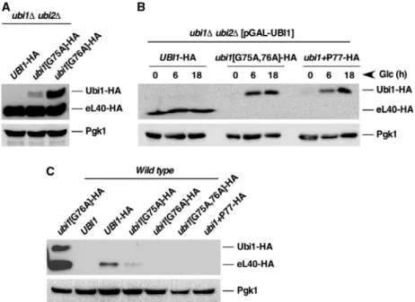 Fig. 4. Ubi1 cleavage in vivo. (A) Analysis of the Ubi1-HA protein in the viable ubi1 cleavage mutants
