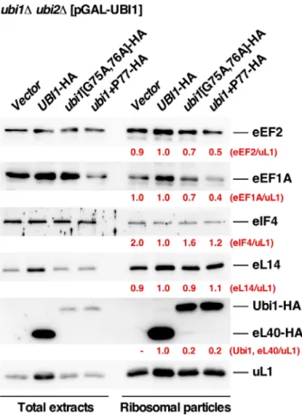 Fig. 7. Reduced binding of GTPases eEF1A and eEF2 to ribosomes containing the Ubi1 precursor protein