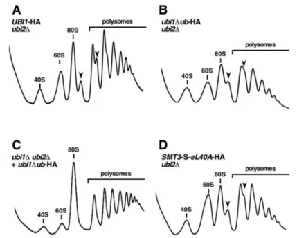 Figure 5. The genomically integrated ubi1∆ub-HA and SMT3-S-eL40A-HA alleles affect the synthesis and function of 60S r-subunits