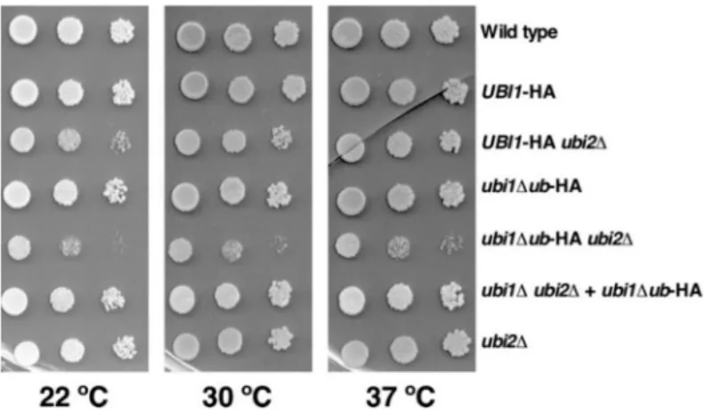 Figure 2. The genomically integrated ubi1∆ub-HA allele confers a slow-growth phenotype