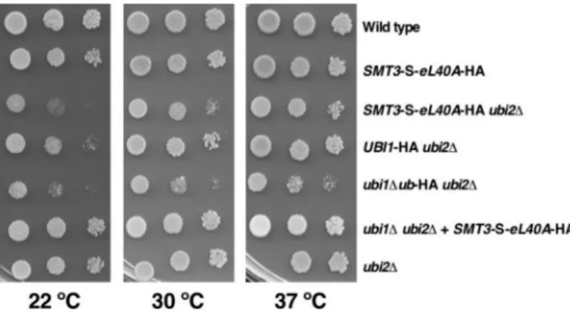 Figure 3. The genomically integrated SMT3-S-eL40A-HA allele permits better growth than the corresponding ubi1∆ub-HA allele