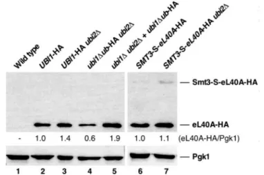 Figure 4. Analysis of the protein levels of eL40A-HA. A wild-type control strain (lane 1) and strains with the indicated relevant genotypes, expressing C-terminally HA-tagged eL40A from the different precursor constructs, either from the genomic locus (lan