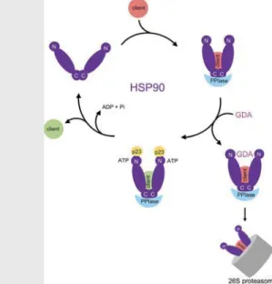 Fig. B1. The chaperone cycle of HSP90 and Effects of HSP90 inhibition. Binding of an unfolded or denatured client protein (red) to HSP90 is mediated by the early foldosome components HSP40/HSP70 and HOP (not shown)