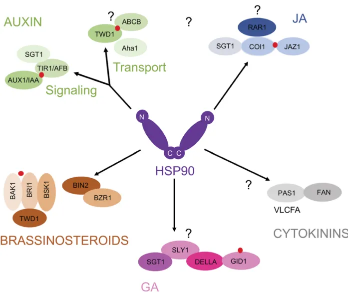 Fig. 2. Roles of HSP90 and its co-chaperones in hormone biology. Overview on the described HSP90 clients (arrow connection with HSP90) and their direct involvement in the hormone (red dots, respectively) signaling pathways of auxin (IAA), jasmonic acid (JA