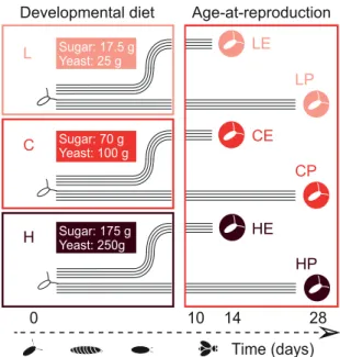 Figure 1. Overview of the experimental evolution (EE) experi- experi-ment. Two selection regimes, that is, adaptation to developmental diet (“low” [L], “control” [C], or “high” [H] diet) and selection on age at reproduction (“early” [E] versus “postponed” 