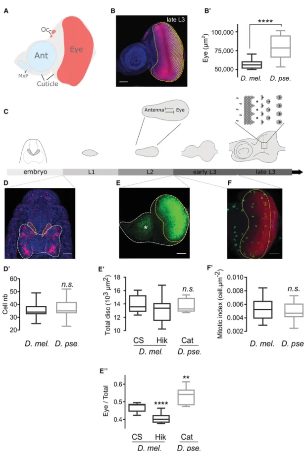 Figure 2. Developmental Origin of Eye Size Variation in D. mel . and D. pse