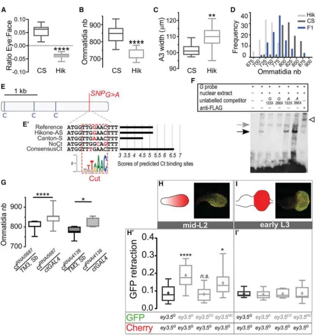 Figure 4. Developmental and Regulatory Origin of Intraspeciﬁc Eye Size Variation