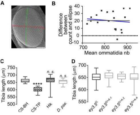 Figure S2. Ommatidia number variation: scaling and methods, Related to Figures 1, 4 and 6 