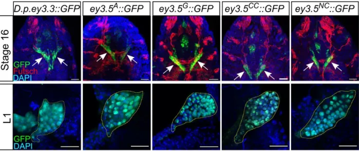 Figure S4. Eyeless enhancer activity in early EADs. Related to Figure 3 and Figure 4.  