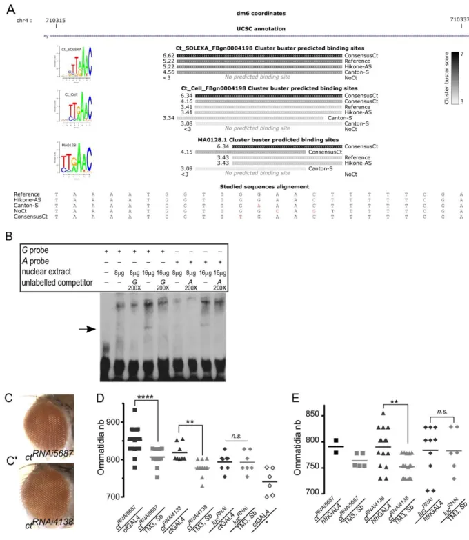 Figure S5: Ct TF binds ey enhancer and regulates eye size, Related to Figure 4. 