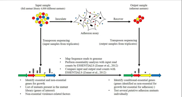 FIGURE 1 | Schematic representation of the adhesion screening and bioinformatics analyses