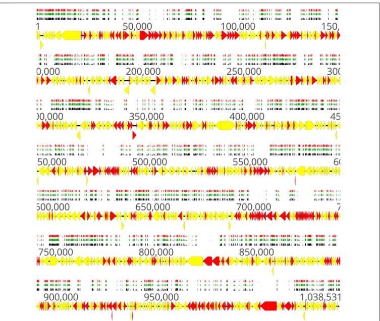 FIGURE 2 | Location of transposon insertion sites in the genome of M. bovis strain JF4278