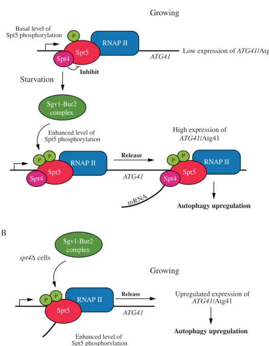 Figure 7. A model for Spt4-Spt5-dependent regulation of ATG41 . ( A ) In wild-type cells under growing conditions, the Spt4-Spt5 complex may inhibit transcription of ATG41 through an Spt4-dependent interference with Spt5 phosphorylation, causing the comple