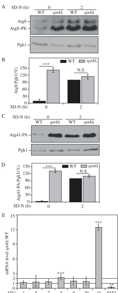 Figure 1. Spt4 negatively regulates ATG8 /Atg8 and ATG41 /Atg41 expression in growing conditions
