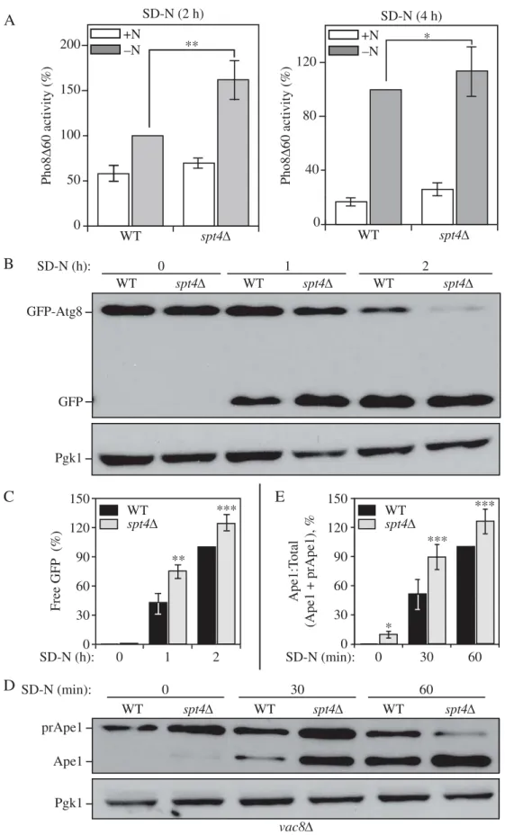 Figure 2. Spt4 negatively regulates autophagy activity. ( A ) Autophagy activity was measured with the quantitative Pho8 Δ 60 assay in WT (JMY347) and spt4Δ (WXY131) cells under growing conditions (+N) and after 2 or 4 h of nitrogen starvation (-N)