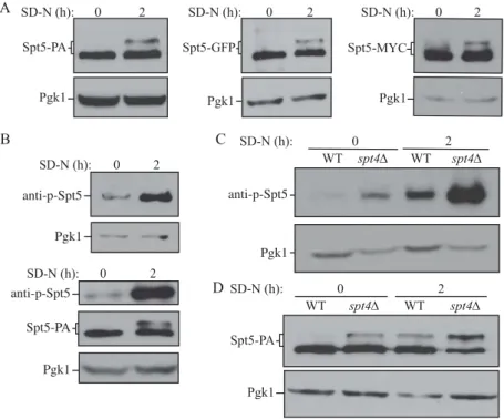 Figure 3. Spt5 phosphorylation is enhanced after starvation or in the absence of Spt4