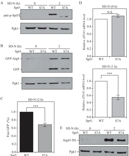Figure 4. Dephosphoryaltion of Spt5 negatively modulates autophagy by downregulating ATG41 mRNA and protein levels after starvation