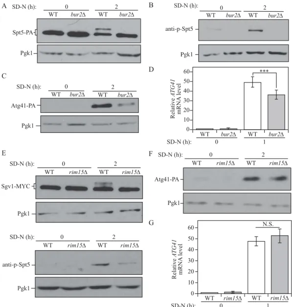 Figure 5. The Sgv1-Bur2 complex is responsible for Spt5 phosphorylation after starvation, and Sgv1 is phosphorylated under starvation conditions by the Rim15 kinase