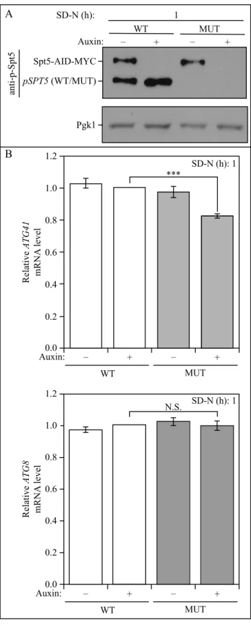 Figure S4. The nonphosphorylable mutant of  Spt5 in the Spt5-inducible degradation strain  displays  a  decreased  ATG41  mRNA  level
