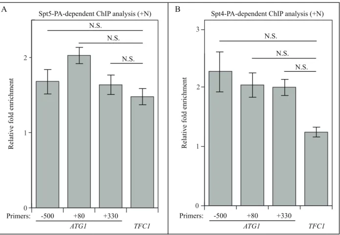 Figure S6. ChIP analysis shows that Spt5 and Spt4 may not bind to  ATG1 DNA. (A-B) ChIP  analysis was conducted using the protein A-tagged (A) Spt5 (WXY102) and (B) Spt4 (WXY106)  strains on 3 regions of DNA at the ATG1 locus: -500 base pairs (bps), +80 bp