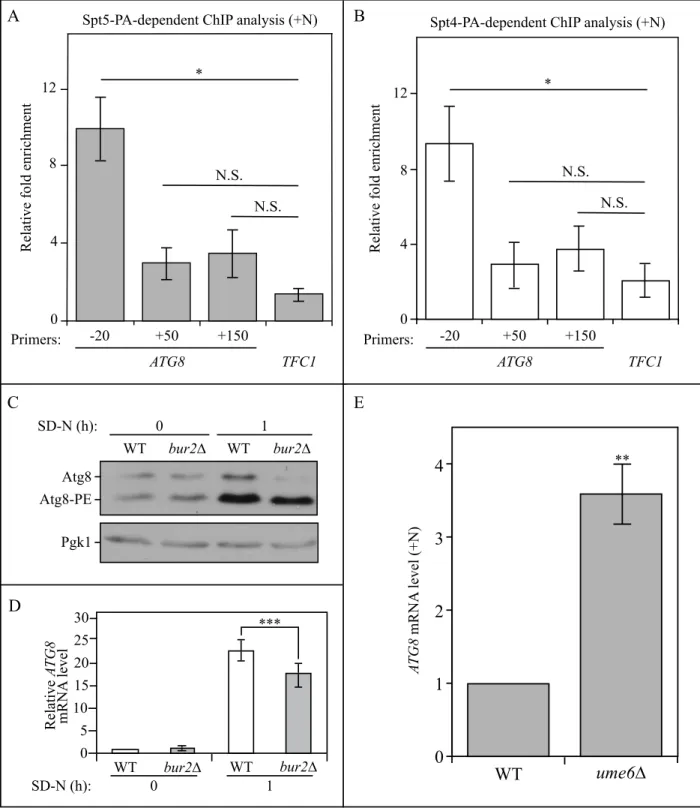 Figure  S8.  The  direct  binding  of  the  Spt4-Spt5  complex  with  ATG8  and  the  effect  of  the  Sgv1/Bur1-Bur2  complex  on  ATG8/Atg8