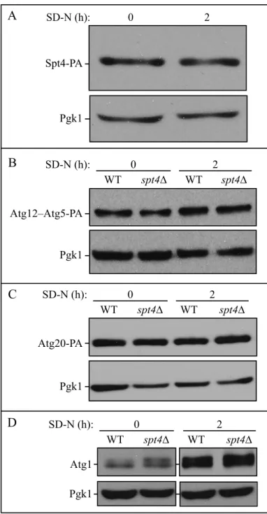 Figure S1. Spt4 protein level does not change after starvation, and protein levels of Atg5, Atg20  and Atg1 remain similar in spt4∆ cells