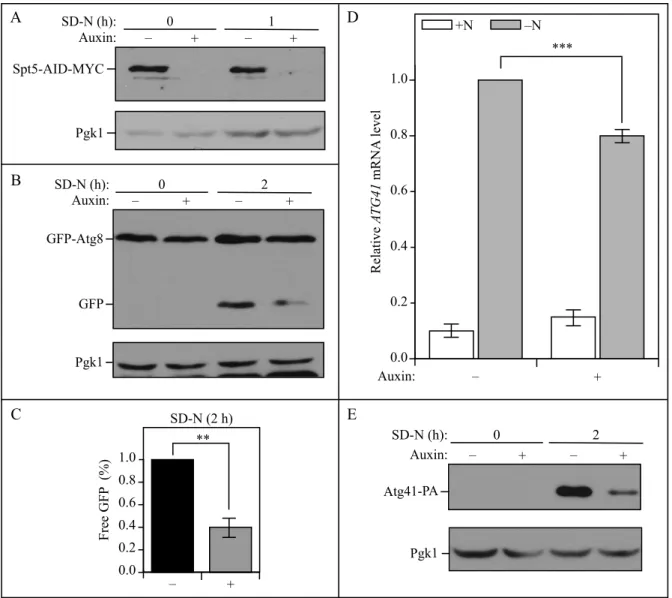 Figure S3. The temporal depletion of Spt5 using an Spt5-inducible degradation strain leads to  decreased autophagy activity