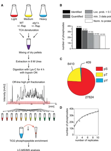 Figure 1. Quantitative Phosphoproteomics Analyses of Rapamycin-Treated Yeast Cells (A) Quantitative MS-based proteomics workﬂow.