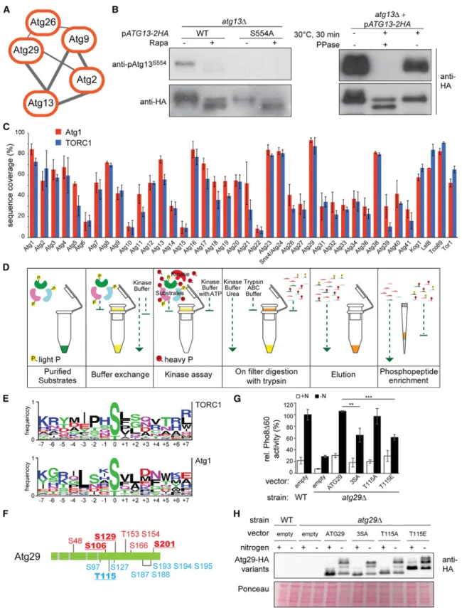 Figure 4. Filter-Aided In Vitro Kinase Assay to Identify Direct TORC1 and Atg1 Substrates