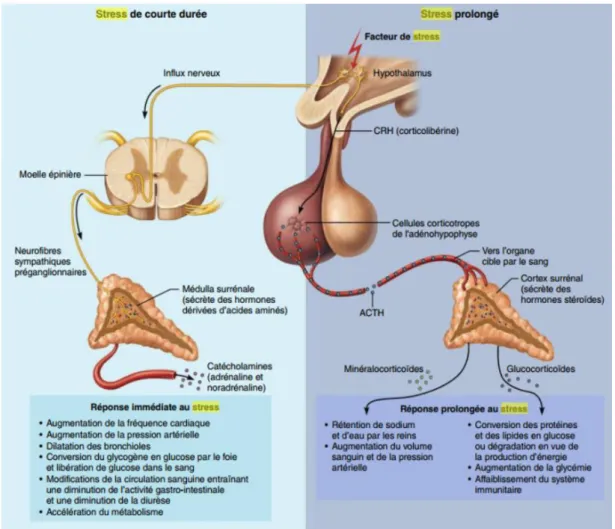 Figure 5 - Syndrome général d’adaptation, Anatomie et physiologie humaine, Marieb, E.N