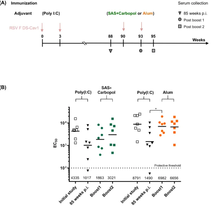 Fig 4. Adjuvanted DS-Cav1 can augment RSV-neutralization titers in elderly mice. (A) Pre-immunized elderly mice (DS-Cav1 adjuvanted with Poly (I:C), ~85 weeks wait) were administered DS-Cav1 formulated with Alum or SAS + Carbopol and the immune response fo